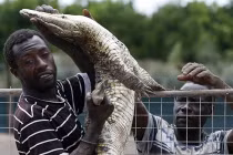 Hình ảnh truy bắt hàng ngàn cá sấu sổng chuồng ở Nam Phi