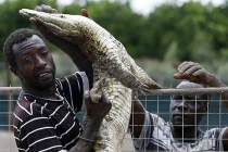 Hình ảnh truy bắt hàng ngàn cá sấu sổng chuồng ở Nam Phi