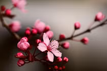 Bước ngoặt lịch sử trong quan hệ Nga-Nhật