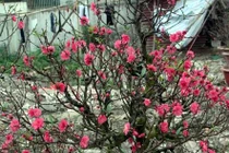 Sắc đào nở sớm ngập tràn đường phố Thủ đô