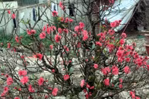 Sắc đào nở sớm ngập tràn đường phố Thủ đô