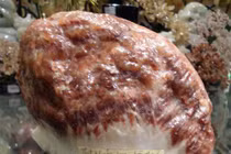 Thú chơi “thịt khủng long” hóa thạch nghìn đô ở Việt Nam