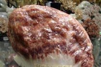 Thú chơi “thịt khủng long” hóa thạch nghìn đô ở Việt Nam