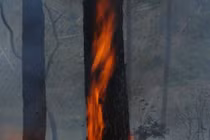 Đốt phá rừng thông cổ thụ để...làm rẫy