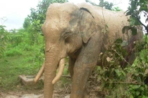 20 con voi rừng bất ngờ xuất hiện phá hoa màu