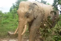 20 con voi rừng bất ngờ xuất hiện phá hoa màu