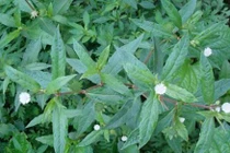 Hạ sốt cho trẻ bằng cỏ nhọ nồi