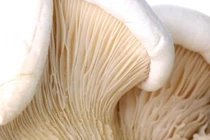 9 dược liệu quý chữa bệnh rối loạn tiêu hóa.