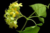 Chữa mất ngủ bằng thảo dược