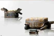 Ảnh: Thế giới động vật vuông như đồ chơi