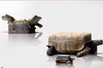 Ảnh: Thế giới động vật vuông như đồ chơi