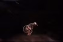 Clip: Rất nhiều người thích chơi sốc