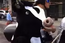 “Bò” chơi nhạc