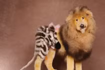 Chó lai voi và... hổ