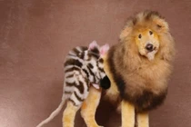 Chó lai voi và... hổ