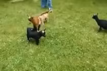 Clip: Động vật chơi khăm “kinh người“