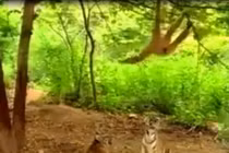 Clip: Khỉ trêu ngươi, hổ dương mắt nhìn tức tối