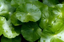 Những rau quả giải khát hè tuyệt diệu