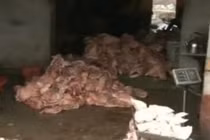 Đột nhập nơi “hô biến” thịt chuột Trung Quốc