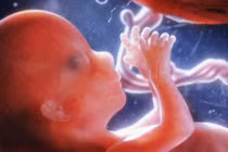 Ngắm thai nhi lớn từng ngày trong bụng mẹ