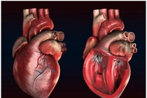 Khám phá từng cm trái tim người