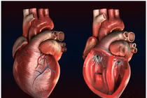 Khám phá từng cm trái tim người