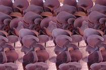 Những món ẩm thực hóa giải nhiễm độc chì