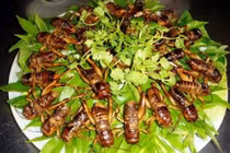 Ăn côn trùng: con dao hai lưỡi