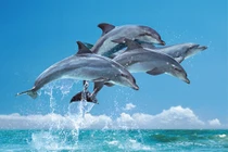 Vì sao cá heo có thể bơi nhanh hơn tàu?