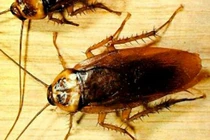 Nguyên nhân gián chết nhiều trong nhà