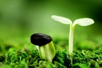 Vì sao sóng siêu âm làm hạt nảy mầm nhanh?