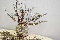 Phong thủy: Cây chết không hẳn là điềm gở