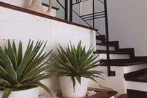 Có nên trồng cây ở chân cầu thang? 