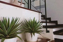 Có nên trồng cây ở chân cầu thang? 