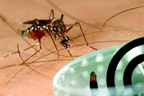 Loại bỏ muỗi kháng thuốc bằng hương