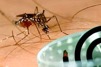 Loại bỏ muỗi kháng thuốc bằng hương