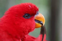 Chim rỉa lông để làm gì?