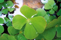 5 món canh dưỡng bệnh từ rau bợ