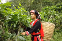 Săn “quà thượng đế” ở Phìn Hồ