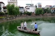 Mùa tảo độc “nở hoa“