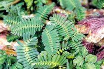 Canh rau rút trị mất ngủ