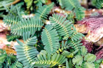 Canh rau rút trị mất ngủ