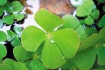 5 món canh dưỡng bệnh từ rau bợ