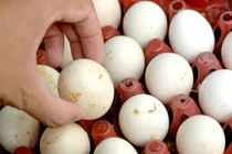 Cách đơn giản nhận biết trứng loại thải