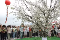 Đất nước bốn mùa hoa