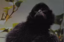 Xuyên rừng “săn ảnh” vượn đen