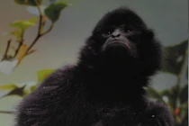 Xuyên rừng “săn ảnh” vượn đen