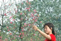 Hướng dẫn chăm sóc chậu hoa đào đúng cách