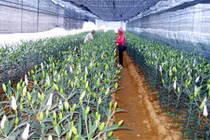 Lưu ý khi bảo quản, giữ hoa tươi lâu