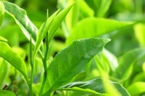 Lá chè chứa những chất quý giá, bổ ích gì?